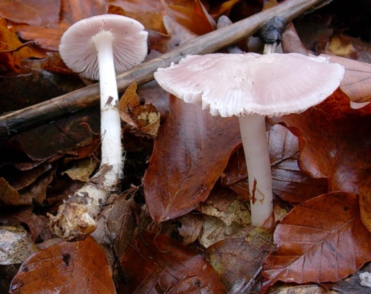 1200 Dicembre vecchio ritrovamento